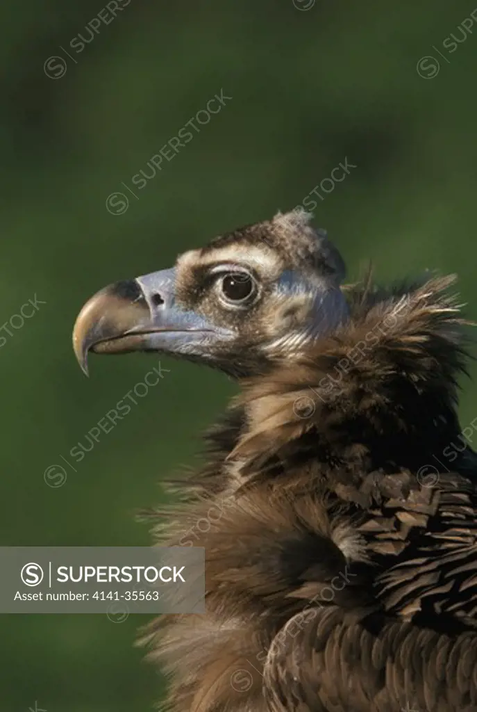 black vulture head detail aegypius monachus chester zoo, england 