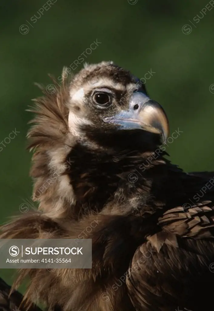 black or cinereous vulture aegypius monachus head detail chester zoo, uk