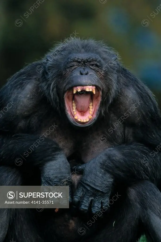 chimpanzee pan troglodytes female yawning, whipsnade zoo, uk