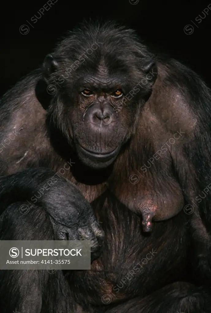 chimpanzee pan troglodytes female, whipsnade zoo, uk