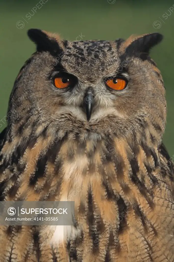 european eagle owl bubo bubo