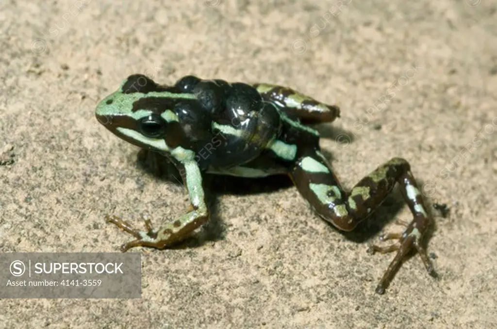 phantasmal poison frog epipedobates tricolor male with tadpoles on back el oro province, ecuador
