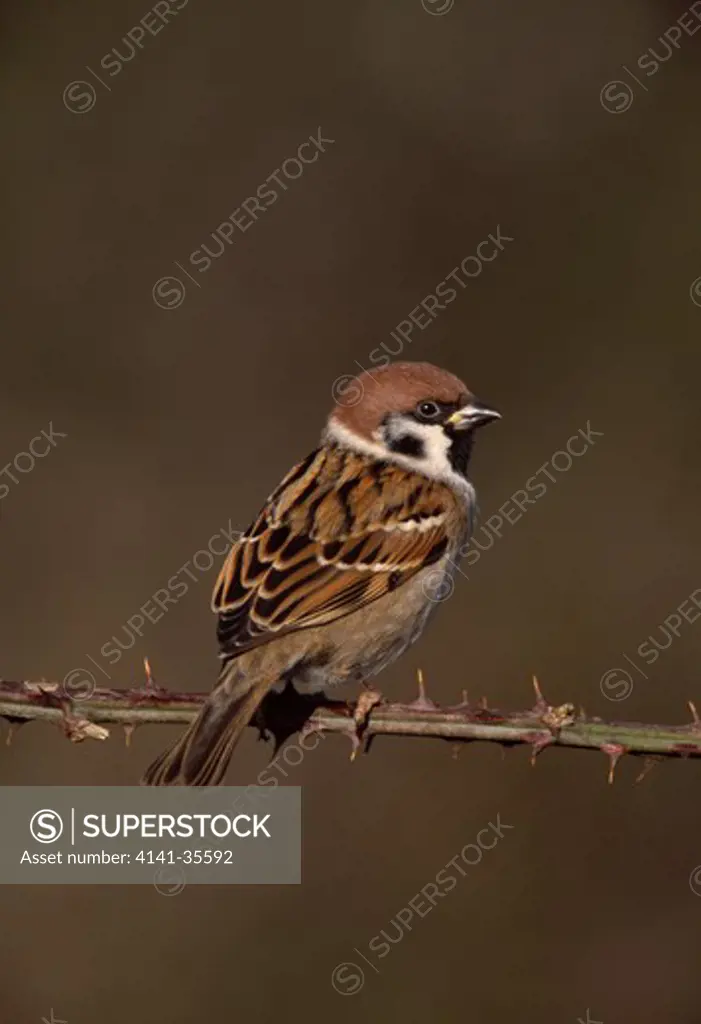 tree sparrow january passer montanus male on bramble worcestershire, west midlands of england 