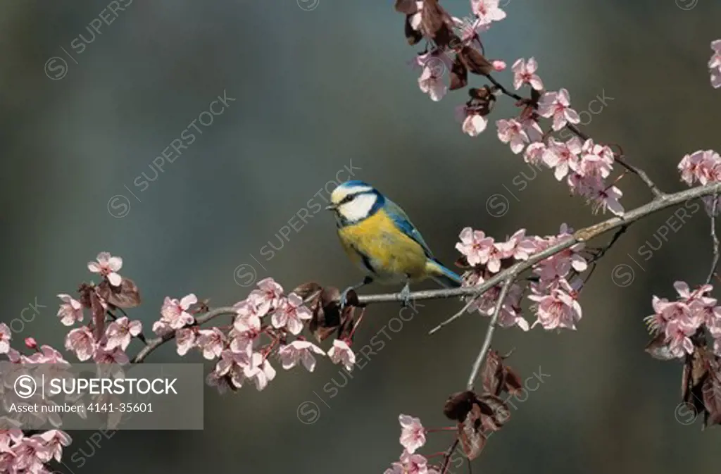 blue tit parus caeruleus on branch laden with blossom spring. essex, uk 