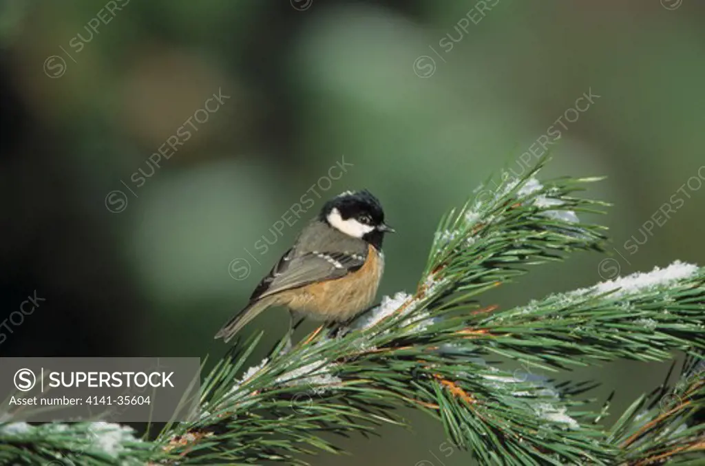 coal tit parus ater on snowy scots pine in february speyside, grampian highlands, scotland 