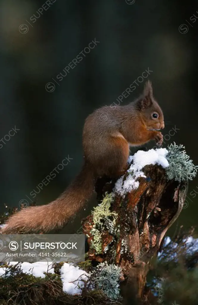 red squirrel sciurus vulgaris speyside, scotland.