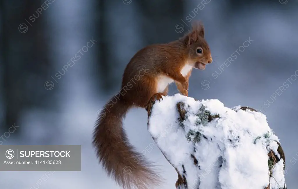 red squirrel sciurus vulgaris in snow with nut in mouth, speyside, scotland 
