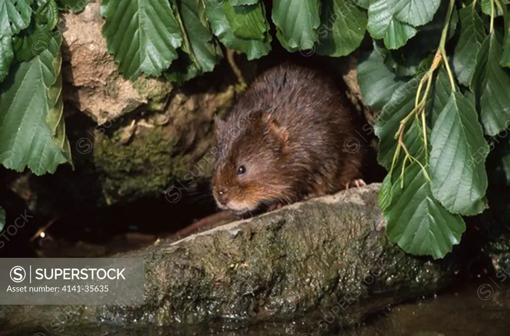 water vole at water's edge arvicola terrestris on log, amongst alder foliage april essex, south eastern england