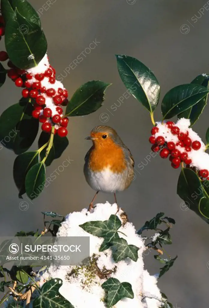 robin on snow-capped post, erithacus rubecula amongst holly & ivy december essex, south eastern england
