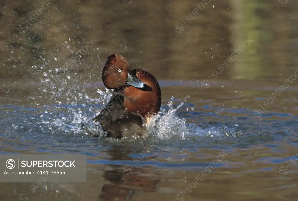 ferruginous duck male bathing, aythya nyroca slimbridge wildfowl trust, gloucestershire, uk