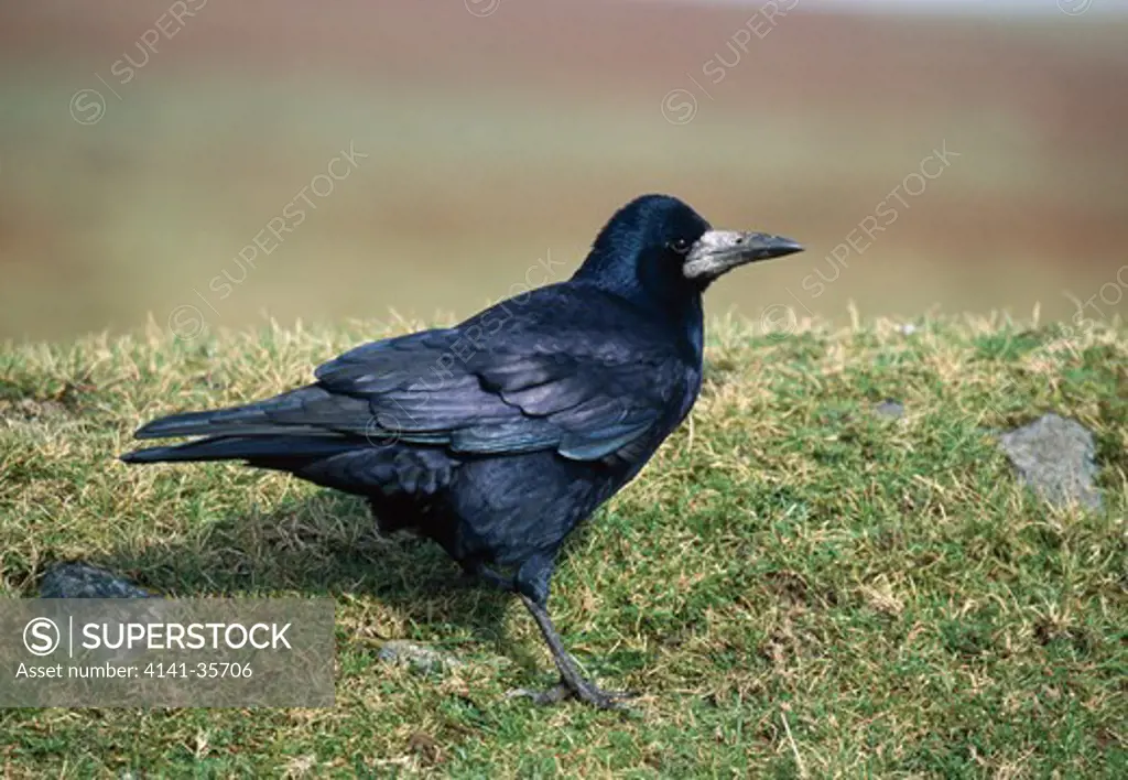 rook on the ground corvus frugilegus dartmoor, england october