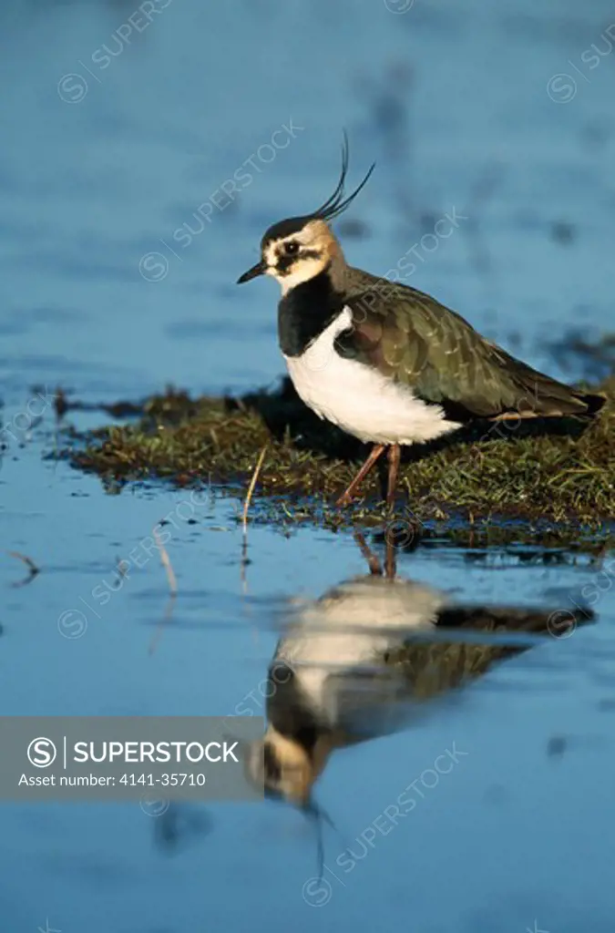 lapwing reflected in shallow water vanellus vanellus kent, uk