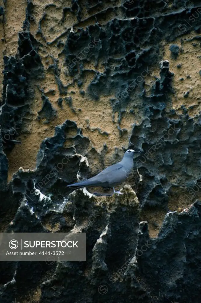 brown noddy anous stolidus roosting on eroded rock isabela island, galapagos.
