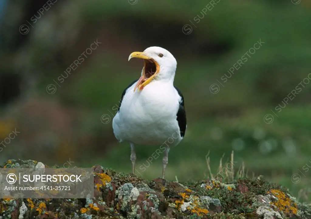 great black-backed gull larus marinus yawning skokholm island, off dyfed, south western wales june