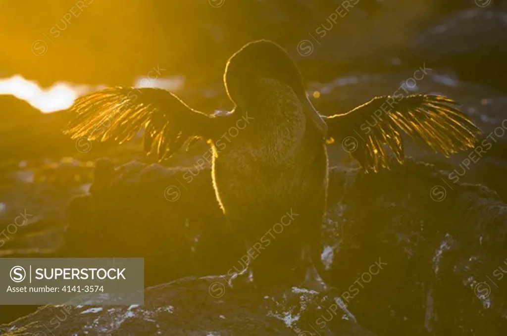 galapagos flightless cormorant nannopterum harrisi fernandina island, galapagos islands. 