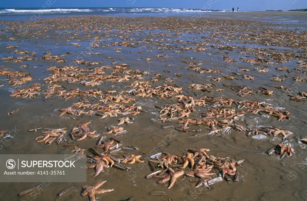 common starfish asterias rubens with razorshells, washed up on beach, holkham bay, norfolk, uk