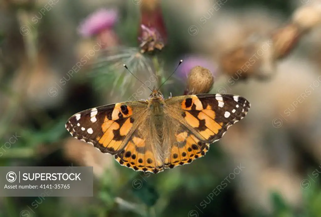 painted lady butterfly on thistle vanessa cardui wings open essex, england. july.