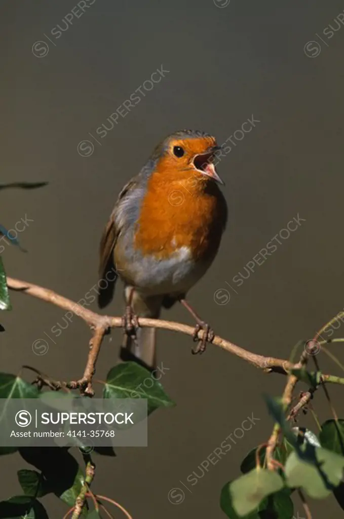 robin singing erithacus rubecula essex, england. november.