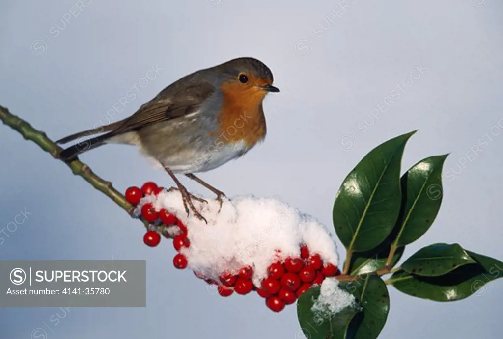 robin on holly in snow erithacus rubecula essex, england january