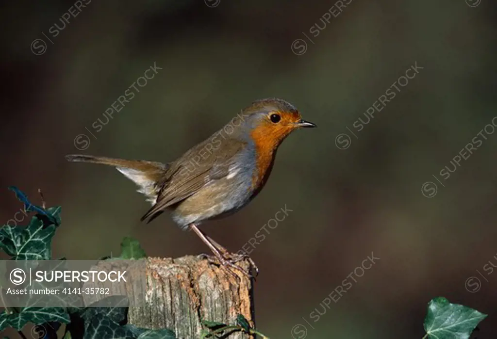 robin on fence post with ivy erithacus rubecula essex, england january