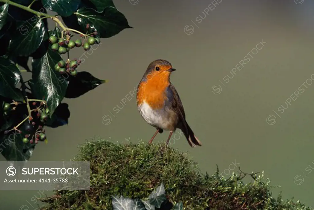 robin on moss with ivy erithacus rubecula essex, england january
