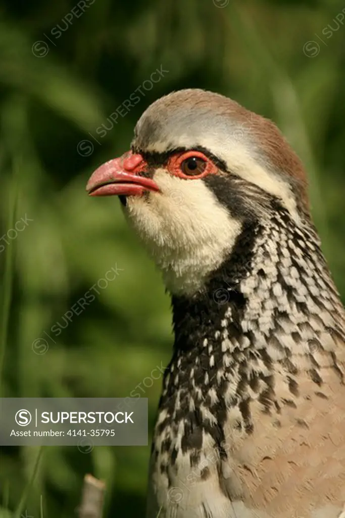 red-legged partridge alectoris rufa essex, uk