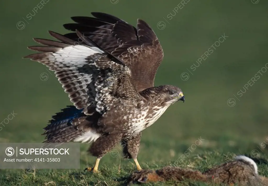 common buzzard taking off from prey buteo buteo near tregaron, wales. october.