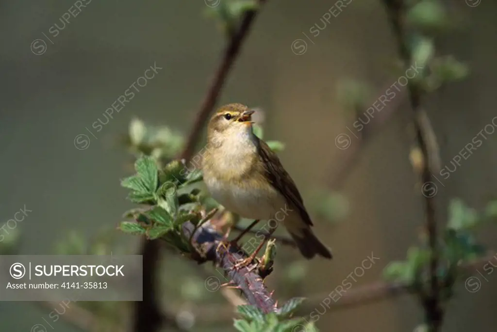 willow warbler singing on bramble phylloscopus trochilus suffolk, england. april.