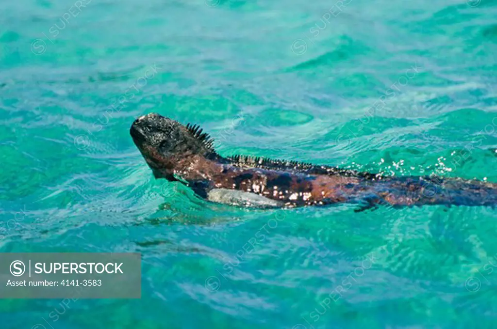 marine iguana amblyrhynchus cristatus swimming galapagos islands.