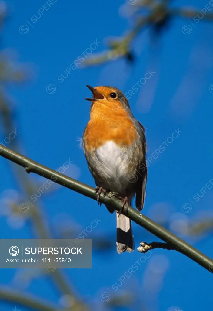 robin singing, perched in garden erithacus rubecula essex, england march