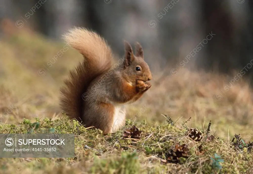 red squirrel eating nut sciurus vulgaris speyside, scotland march