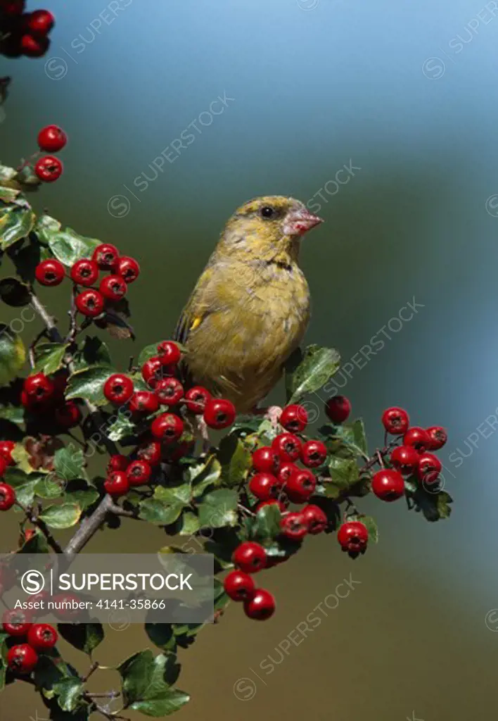 greenfinch on hawthorn in autumn carduelis chloris essex, england october
