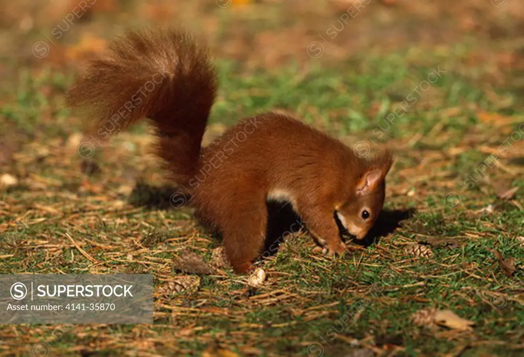 red squirrel burying nut sciurus vulgaris formby red squirrel reserve, lancashire, england october