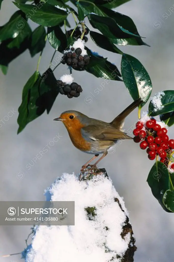 robin on snow-capped post, amongst holly & ivy erithacus rubecula essex, england