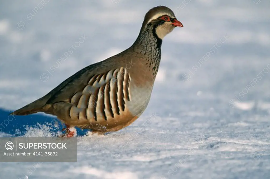 red-legged partridge running in alectoris rufa snow. january. essex, england