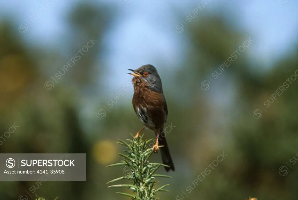 dartford warbler male on gorse, sylvia undata singing. may. dorset, england