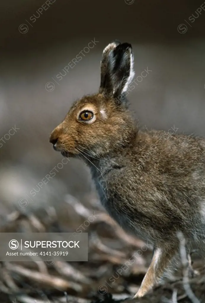 mountain hare close up lepus timidus showing summer coat. may. scotland