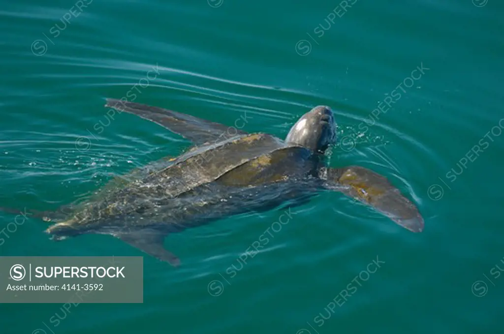 leatherback sea turtle dermochelys coriacea sea of cortes, baja calif., mexico.