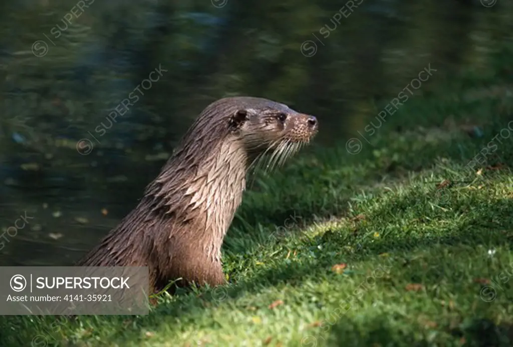 european otter on bank lutra lutra may. otter trust, norfolk