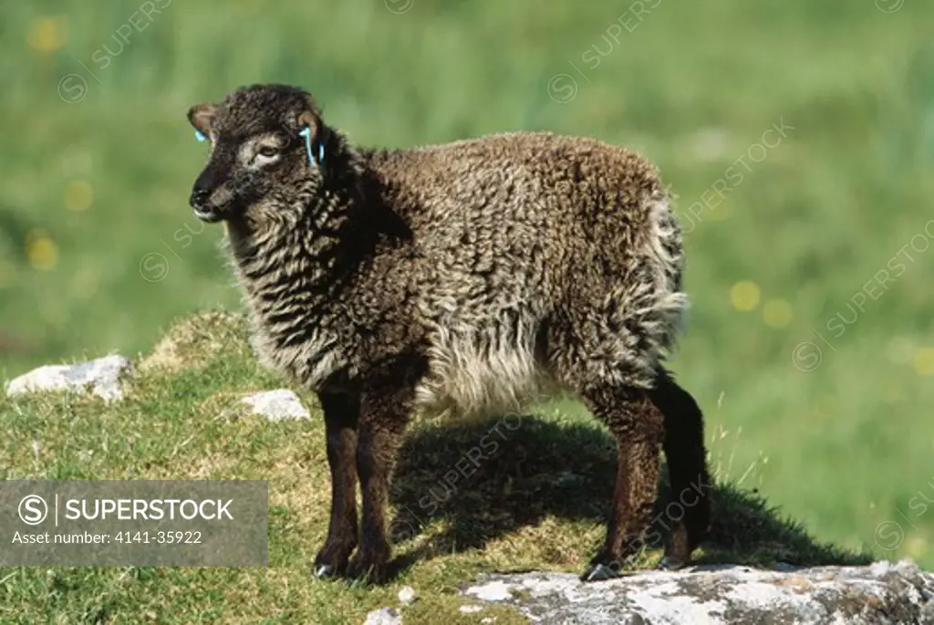 soay sheep young on pasture ovis aries hirta, saint kilda, off atlantic coast of scotland june