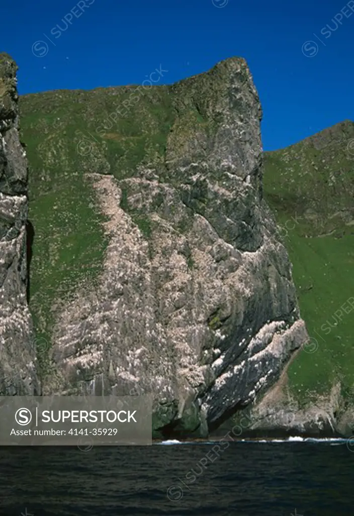 boreray cliffs , st. kilda. june. viewed from the east & showing gannet (sula bassana) breeding ledges