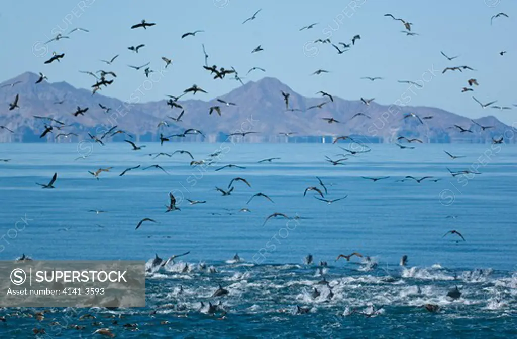 brown booby sula leucogaster and dolphins feeding on bait ball sea of cortes, baja california, mexico.