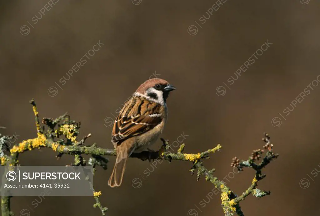 tree sparrow on dead branch passer montanus with lichen. winter. worcestershire, england