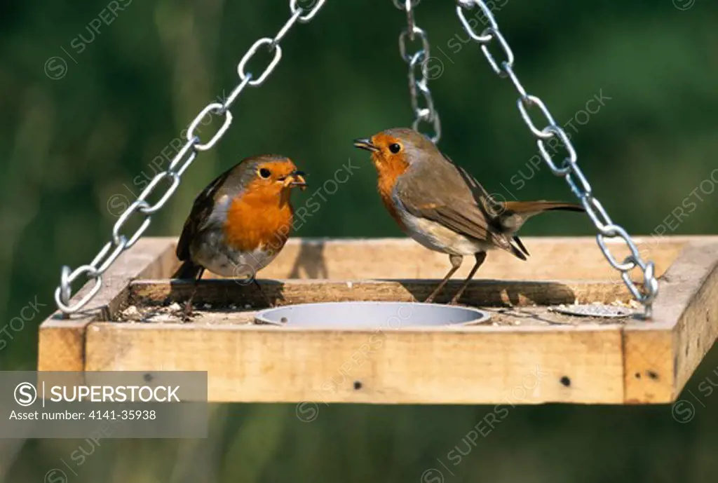 robins at bird table courtship erithacus rubecola feeding with mealworm march. essex, england