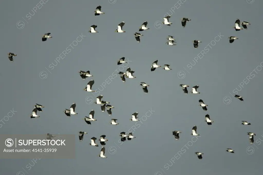 lapwing flock in flight vanellus vanellus welney wwt, cambs., uk 