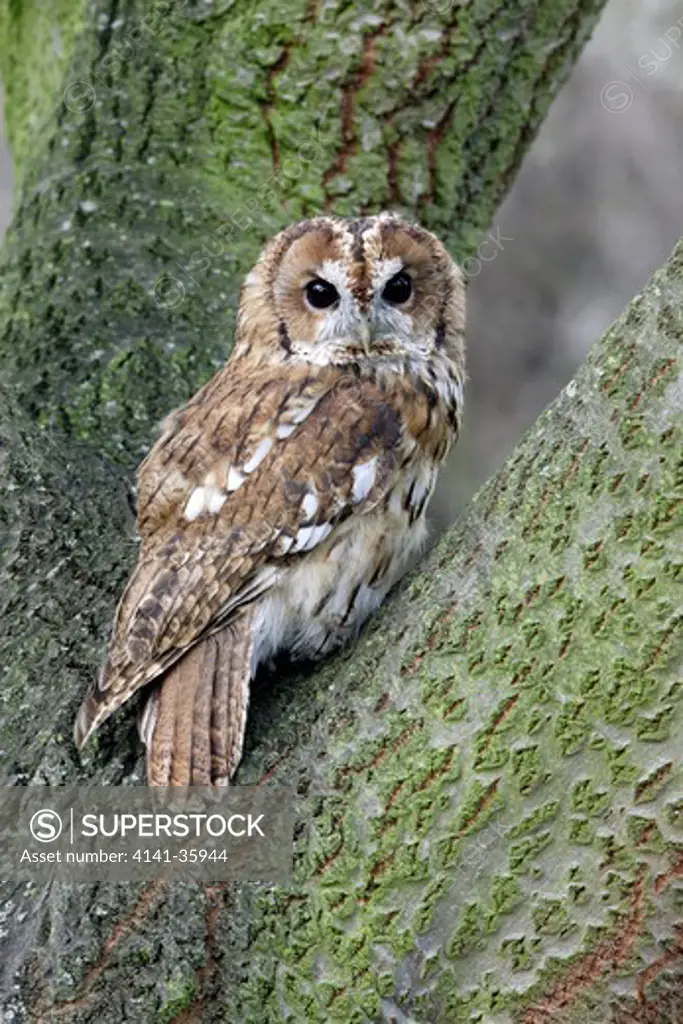 tawny owl in tree strix aluco essex, uk
