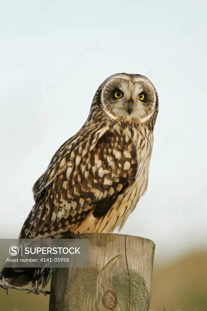 short-eared owl on post asio flammeus norfolk, uk