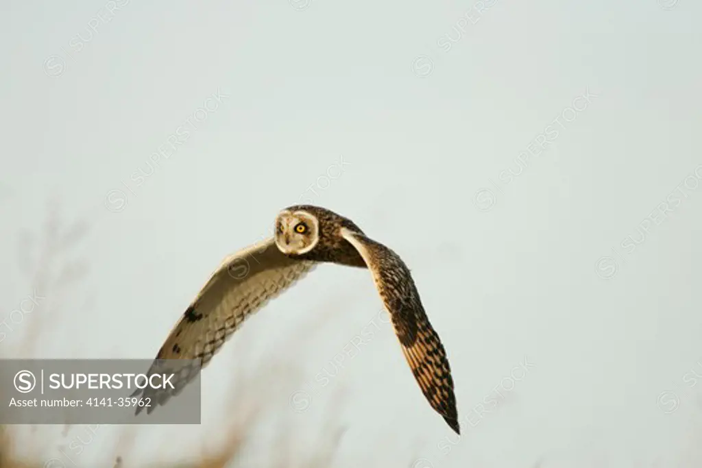 short-eared owl in flight asio flammeus norfolk, uk