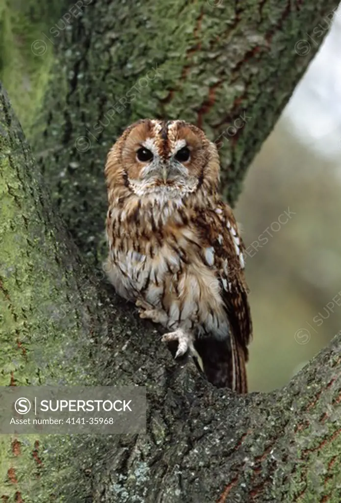 tawny owl captive female strix aluco essex, england. october