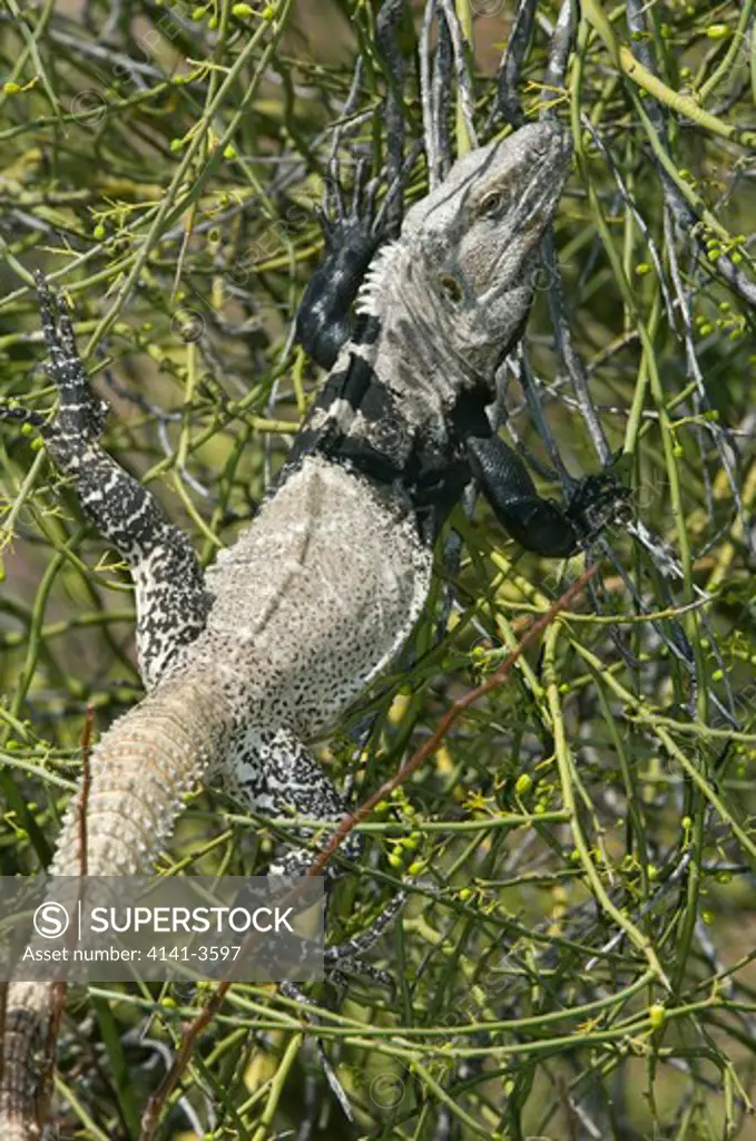 spiny-tailed iguana ctenosaura hemilopha conspicuousa endemic sub-species feeds on palo verde treeisla san esteban, baja california, sea of cortes, mexico